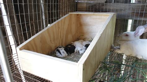 rabbit nest box for sale